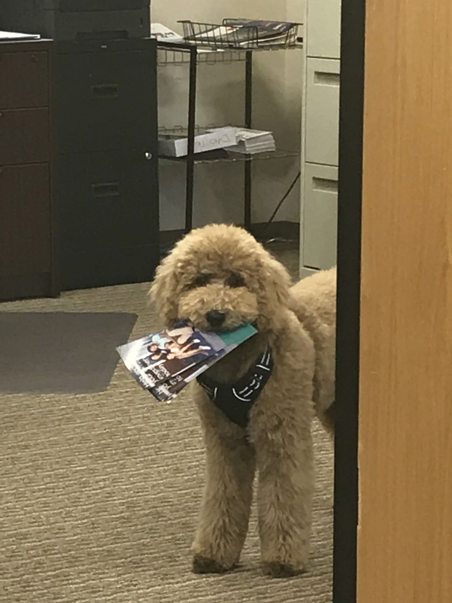 A dog holding a magazine in its mouth.